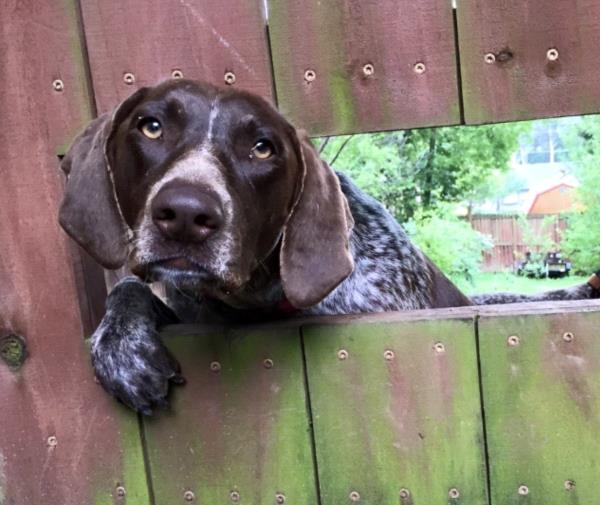/images/uploads/southeast german shorthaired pointer rescue/segspcalendarcontest2019/entries/11599thumb.jpg